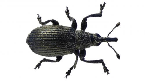 Betulapion simile